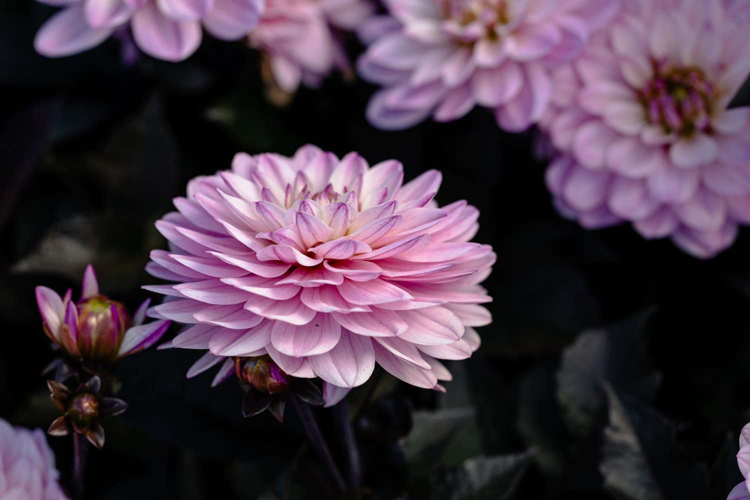 Daalia 'Melody Harmony'